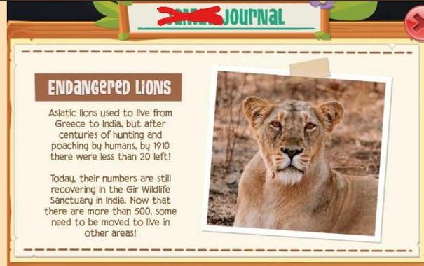 a picture of an Asiatic Lion with words describing more about it. The words say "Asiatic Lions used to live from Greece to India, but after centuries of hunting and poaching by humans, by 1910 there were LESS THAN 20 LEFT! Today, their numbers are STILL RECOVERING in the Gir Wildlife Sanctuary in India. Now that there are MORE THAN 500, some need to be moved to live in other areas. " also the post says "Asiatic Lions were and STILL ARE IN DANGER (but to a lesser degree [critically endangered -> endangered] . though https://en.wikipedia.org/wiki/Asiatic_lion#Conflicts_with_humans they still have problems) ."
