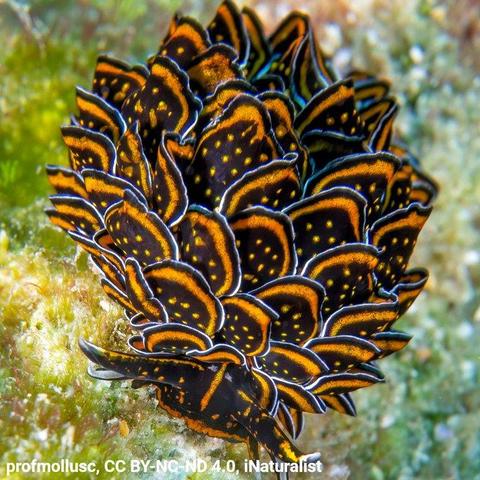 Behold the dazzling colors of the black-and-gold sapsucking slug