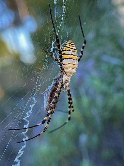 Argiope trifasciata spider