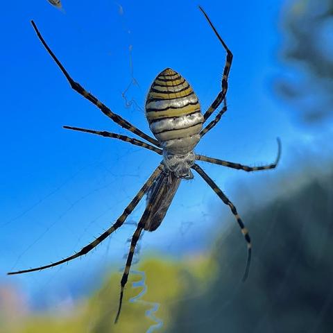Argiope trifasciata spider
