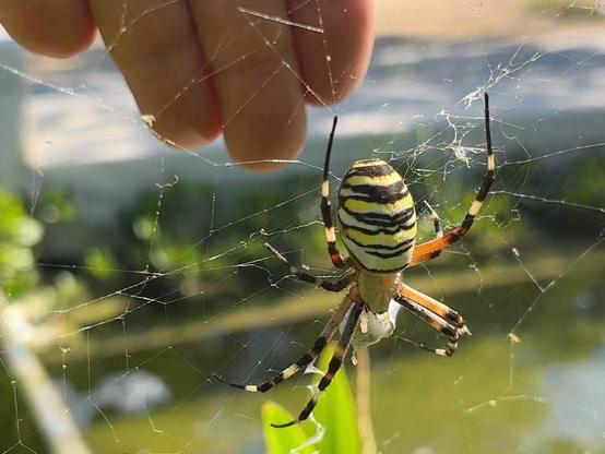 Argiope bruennichi
