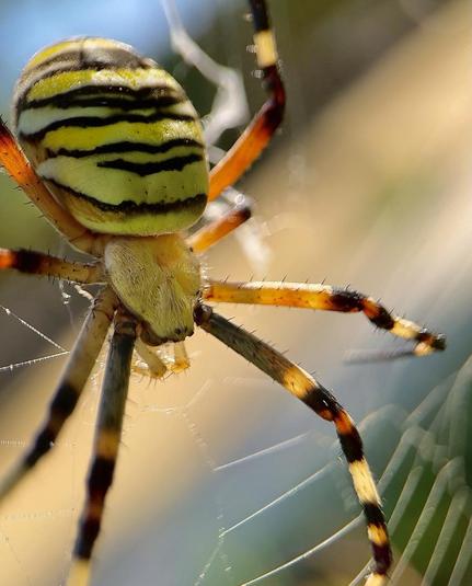 Argiope bruennichi