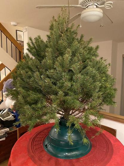 Photo of a medium-sized Christmas tree, a little small to stand on the floor, but sort of massive for the round dining table it's standing on.  The tree is densely branched, and nearly as wide as it is tall, giving it a very round, blorby look.  It has not yet been decorated, although the table has been topped with a red table cloth and red Xmas tree mat.