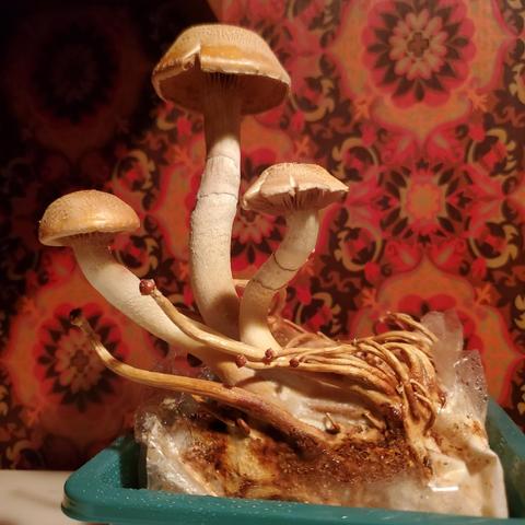 Photo of three mature chestnut mushrooms of different sizes, with the largest mushroom in the foreground. The mushrooms feature a rounded cap with a textured surface and a light brown color. The background shows red/orange/brown/black vintage 70s wallpaper in floral paisley pattern.