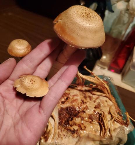 My left hand is holding three chestnut mushrooms of different sizes, with the largest mushroom in the foreground. The mushrooms feature a rounded cap with a textured surface and a light brown color. The background shows a wooden surface and some blurred objects.