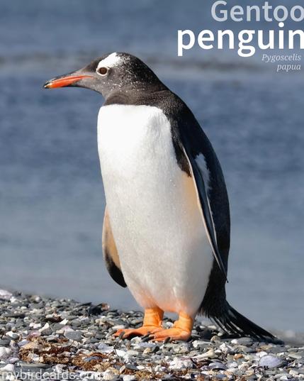 🌎 Gentoo penguin (Pygoscelis papua)

The Gentoo penguin is a species of penguin that inhabits southern Argentina and the adjacent Antarctic region. It is known for its distinctive appearance and behavior. They have a black head with a white patch above the eye which breaks up into flecks behind, a black back, and a bright orange-red bill. These penguins are the third-largest penguin species and are known for their impressive leaps out of the water onto rocky shores. GPT-3.5 (Edited)

Conservation status: Least Concern (IUCN 3.1) 

📷: Photo by JensPeter via Pixabay 

BAVJ