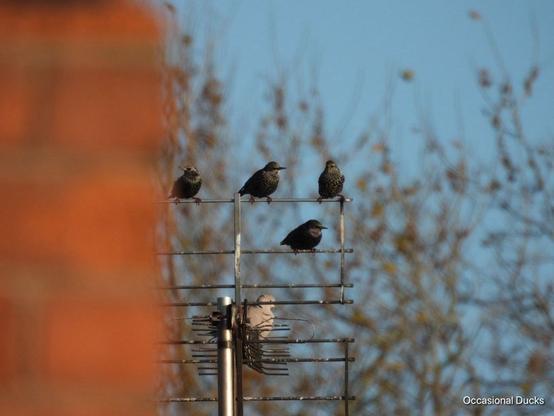 A crisp zoomed in image of the “blur”, a TV aerial a street further away with four glossy starlings and a collared dove perched on it.