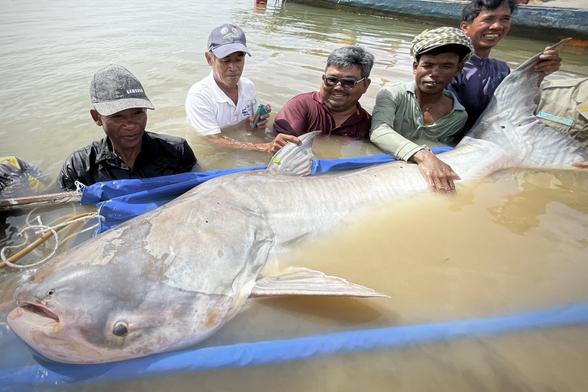 five south east asian men standing in deep murky water next to a huge catfish about to be released from a blue plastic stretcher