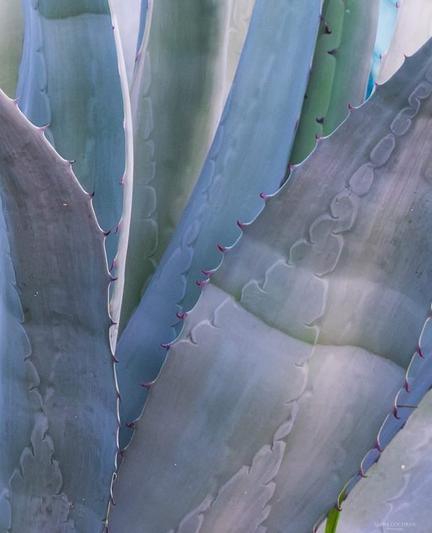 Close up of the blades of an Agave plant.