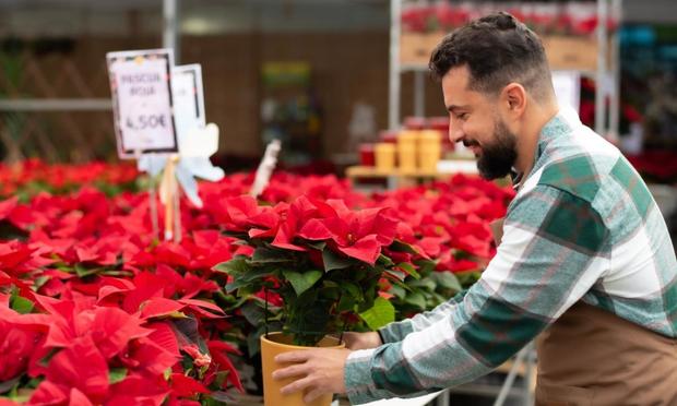 Jardinero cuidando una Flor de Pascua (Getty)