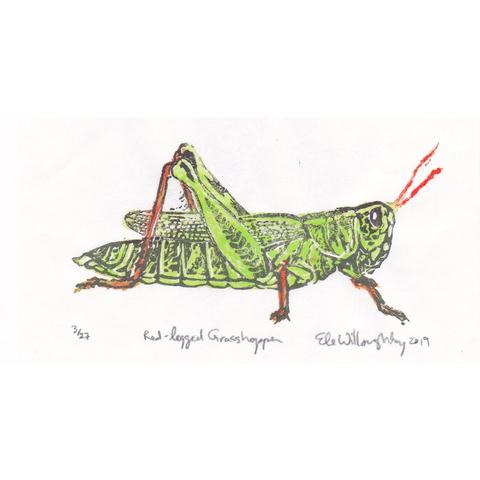 My tiny linocut print side view of a standing red-legged grasshopper. Its antennas and lower legs are orange, and its body is printed in lime and grey on white kozo paper.