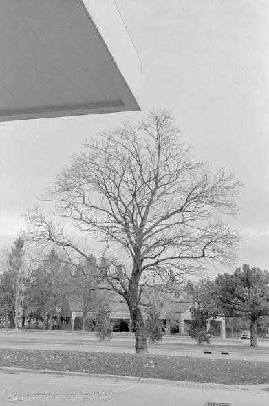 A grayscale image of a street scene in the winter. A bare tree stands in the center of the image, with other deciduous and coniferous trees lining the street. Buildings are in the background, and a triangular section of roof enters from the upper left corner of the frame.