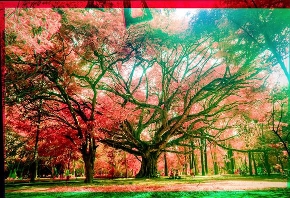 A false color image of a beautiful old tree in a park rendered in reds because of the IR.