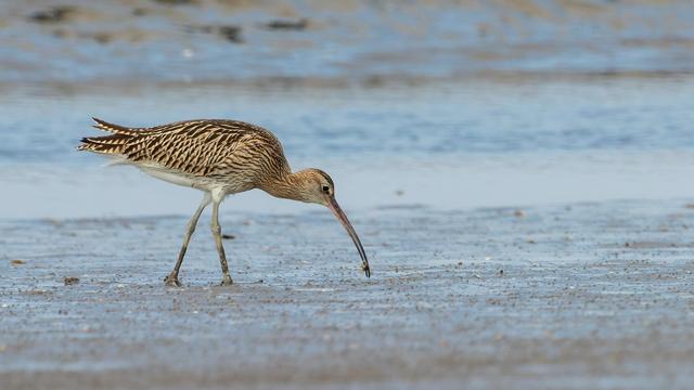 Cette photo représente un courlis cendré (Numenius arquata) se déplaçant sur une plage boueuse, en quête de nourriture. L'oiseau présente un plumage brun clair strié de motifs sombres et un long bec courbé vers le bas, caractéristique de son espèce. Son bec touche légèrement le sol, capturant une petite proie. L'arrière-plan montre une étendue d'eau calme, donnant une ambiance naturelle et paisible.