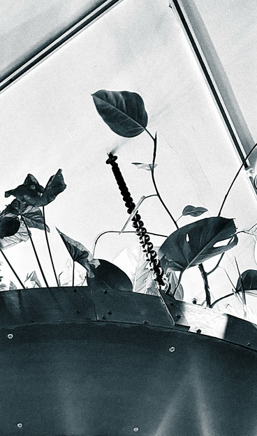 Black and white photo looking straight up into a skylight with a very large planter suspended by chains. There is a single dark leaf against the gray sky coming through the skylights
