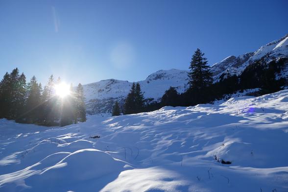 Sun through trees shining over soft snow landscape