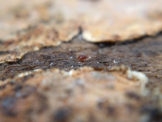 A somewhat flattened teardrop-shaped red-brown mite on a wet dead log surrounded by a flat sea of velvety fungus. It's holding a tiny white springtail in its mouthparts, with several other springtails of the same kind around it.