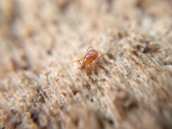 On a pale dead log, a teardrop-shaped golden-brown mite carries a faintly purple springtail in its mouthparts.