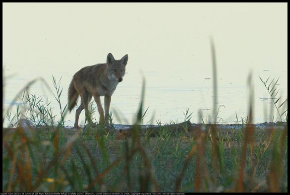 The Coyote (Canis latrans) in the photo is one of two walking in the mud at the edge of the water at sunrise at Salt Plains National Wildlife Refuge in Alfalfa County, Oklahoma, United States on October 22, 2024. Later, I heard the coyotes singing.