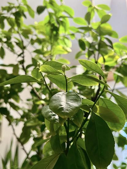 Vertical snapshot of my tall lemon tree wintering in the kitchen, now with lots of visible white flower buds. Some tall branches are blurred.