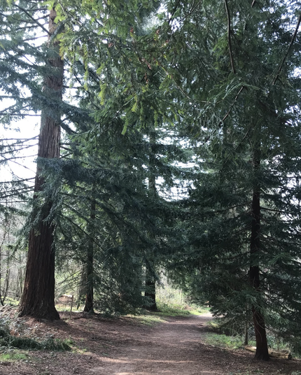 From the centre foreground of the image, a well trodden path, dappled with sunlight, veers off to the right before being obscured by the dense foliage of a small sequoia. To the left of the path are 4 or 5 other sequoias of varying sizes, growing on a gently sloping bank. The bank is bare of any foliage in the most shady areas but grass and other plants grow where sunlight is falling.