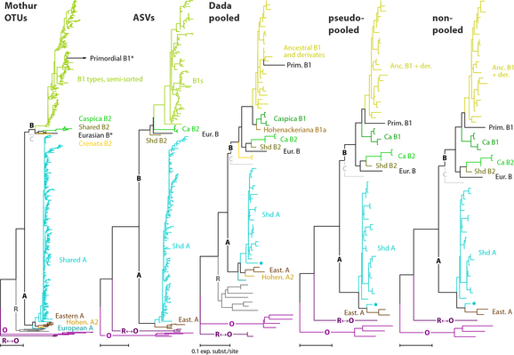 Maximum likelihood trees for the OTU and ASV collections obtained for sample #04, Fagus caspica, colour coded for main sequence types as defined by Cardoni et al. (2022) and Denk et al. (2024). Note the high reduction in tips for Shared A and semi-specific B1 types when using DADA2 pipelines, but maintaining the general topology of the tree.