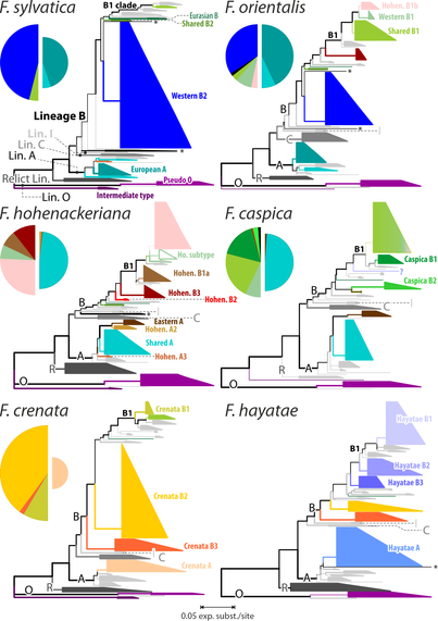 Partly collapsed DADA2 ASV-based trees for six of the seven studied samples (species of Fagus subgenus Fagus; F. japonica not shown) including the reference tips for geno-taxonomic assessment as defined by Denk et al. (2024). Pie-charts showing the relative abundances of main types within the A (left halV) and B Lineage (right halv)