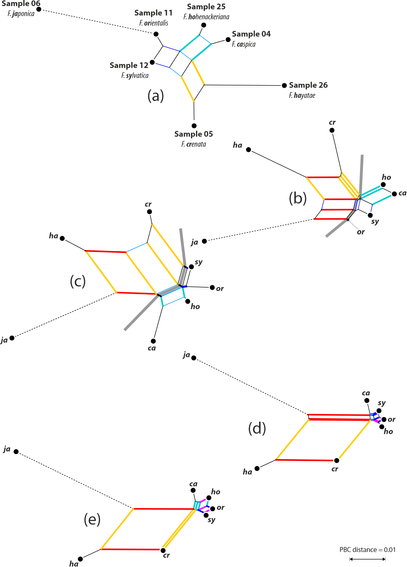 Phylogenetic relationships between the seven species samples as inferred based on phylogenetic Bray-Curtis distances (Göker and Grimm 2008). Same coloured edges refer to corresponding neighbourhoods: Red = narrower ingroup including Japanese Fagus crenata + Western Eurasian species versus Taiwanese F. hayatae, subgenus Fagus, and Japanese F. japonica of Fagus subgenus Englerianae. Orange = East Asian neighbourhood comprising F. hayatae + F. crenata. Light blue = eastern species neighbourhood within the Western Eurasian lineage: Caucasian F. hohenackeriana + Hyrcanian F. caspica. Dark blue = western species pair: European F. sylvatica + F. orientalis, southeastern Europe, northwestern/northern Asia Mino. Purple = neighbourhood reflecting recent (or ongoing in the Pontic Mountains) gene flow between F. orientalis and F. hohenackeriana.