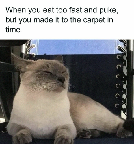 A smug Siamese looks very pleased with herself, sitting in a lawn chair. Captioned When you eat too fast and puke, but you made it to the carpet in time.