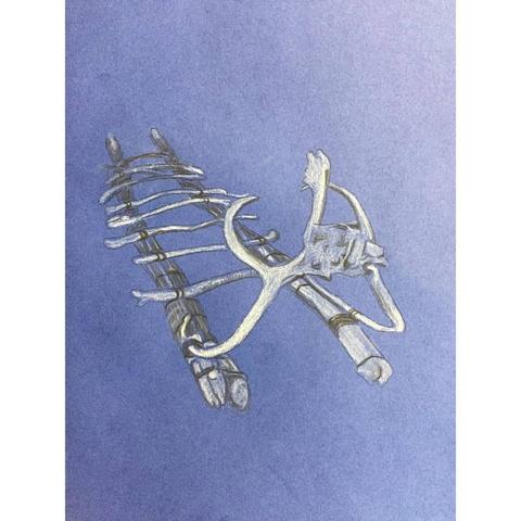 A drawing of a dogsled made from bones and driftwood. The front is made from the skull and antlers of a caribou.