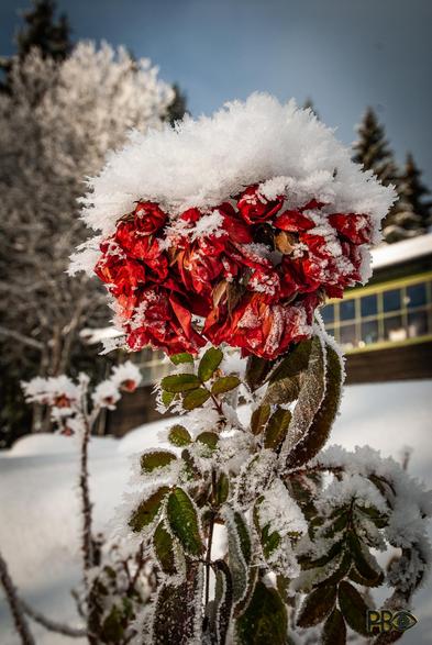 Close-up of a hoarfrosty wilted rose in sunshine, with all its curled bright red leaves intact. It is much like a face of an wrinkled old lady with a big smile. On top she wears a large hat of hoarfrost. The upper withered hoarfrosty grey-green leaves are the fashionable stylish dress on the upper body. Snow on the ground behind her. Further behind an old building with large small-paned windows.
🇸🇯Nærbilde av en rimete vissen rose i solskinn, med alle sine krøllete knallrøde blader intakt. Det er veldig nær å ligne et ansikt på en skrukkete gammel frue med et stort smil. På håret bærer en stor hatt av rim. De øverste visne rimete grågrønne bladene er det stilige, moteriktige antrekk på overkroppen.  Snø på bakken bak henne. Lenger bak en eldre bygning med store smårutede vinduer.