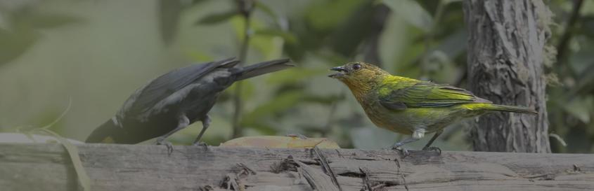A long image of a pair of birds on a horizontal branch cut out to make a banana feeder for tanagers. The black and gray bird is face down and tail up in the banana. The colorful orange faced, greenish yellow bird is standing more erect with its beak open in a scold in the direction of the darker bird. This is the male (darker bird) & female (more colorful lighter bird) Silvery Tanager. The name comes from the silver/gray mantle of the male.  Cocachimba, Peru. Photo by Peachfront. Nov 2024.