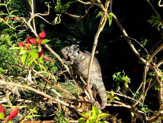 A gray-brown panther chameleon with textured, patterned skin climbs through a tangle of branches in a flower bed, its left eye dramatically swiveling to deliver a perfect display of bombastic side-eye.