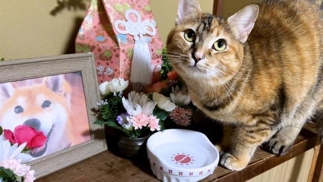 柴犬が旅立ってから3か月。猫たちが今でも毎朝必ずしているとこがあります