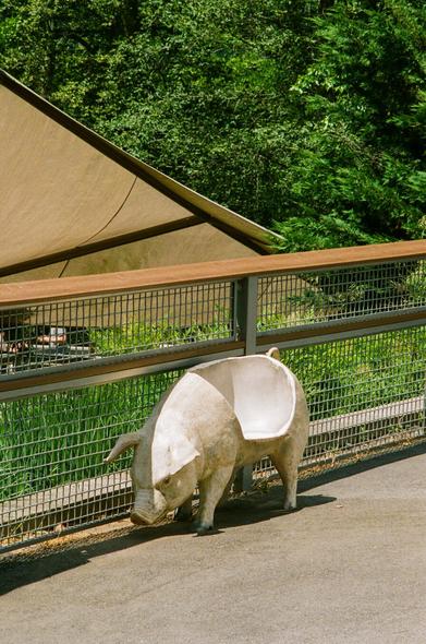 A pig chair that looks like a realistic pig on a sidewalk with a fence behind it.