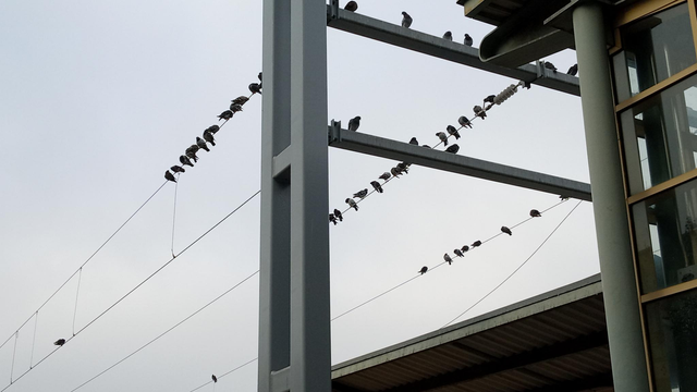 a bunch of birds on overhead wires for electric trains