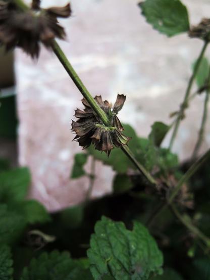 Nahaufnahme einer getrockneten Blüte der Zitronenmelisse. Im Hintergrund die grünen Blätter und ein Fragment einer roten Marmorplatte, die einmal eine Fensterbank in einem Wiener Jahrhundertwendehaus war.