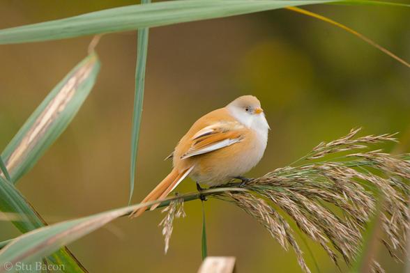 A photograph of a female Bearded Reedling perched on some reeds in the aviary at Pensthorpe