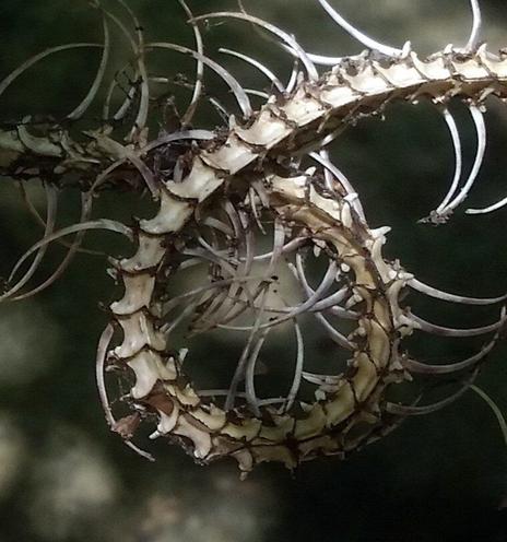 Looped backbone of an ex-snake, with ribs attached