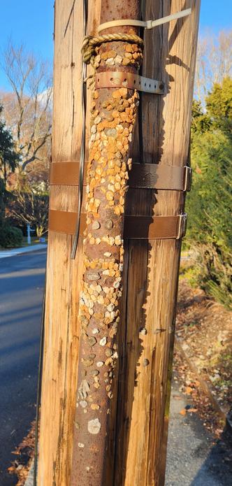 An old telephone pole with a metal electrical conduit strapped to it. Smashed onto the metal conduit are pieces of chewing gum, almost all weather dried and darkening. However, there are a few fresh pieces.