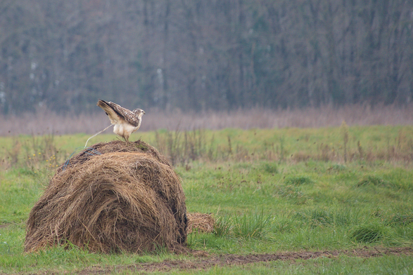 Une buse variable posée sur une botte de foin qui soulève son arrière train et se vide allègrement l'intestin. / A common buzzard sitting on a bale of hay lifts its hindquarters and happily empties its intestines.