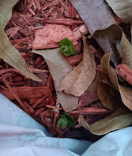 closeup of the other two sprouts