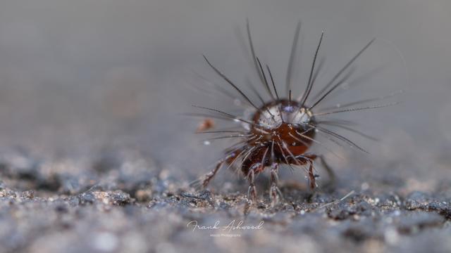 A photograph of a round, hard-bodied mite covered in very long, barbed spines.