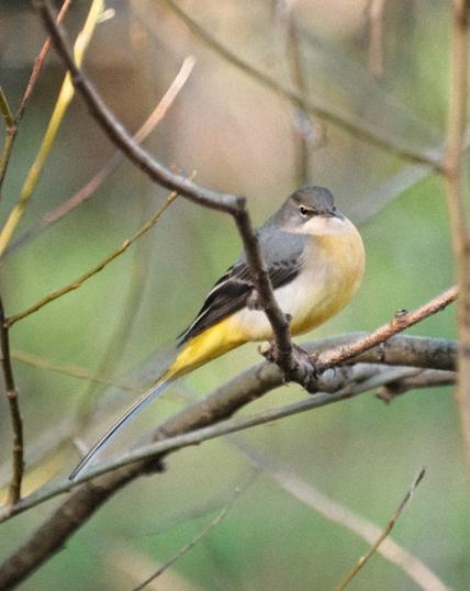 Grey Wagtail sitting on a small branch.