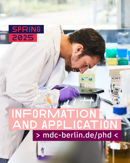 Graphic with text and image showing a scientist in a lab coat and purple gloves examining a sample in a laboratory. The text overlay reads 'SPRING 2025' and 'INFORMATION AND APPLICATION > mdc-berlin.de/phd <'."