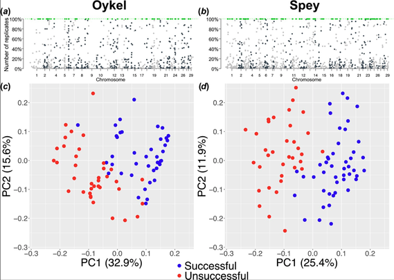 Principal components plots showing how salmon individuals that successfully migrated tend to be genetically similar because red (unsuccessful) and blue (successful) points group.