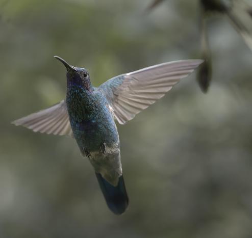 A hummingbird with violet on its face and belly dominates the image. Flying with wings spread at the viewer, it tries to stop you from seeing the blurred spatula of a  tail of a bird that this Sparkling Violetear has just shoved out of the upper right of the frame.  But the shape of the departing tail is enough to ID the bullying victim as a Marvelous Spatuletail juvenile. Cocachimba, Peru. Photo by Peachfront. Nov 2024
