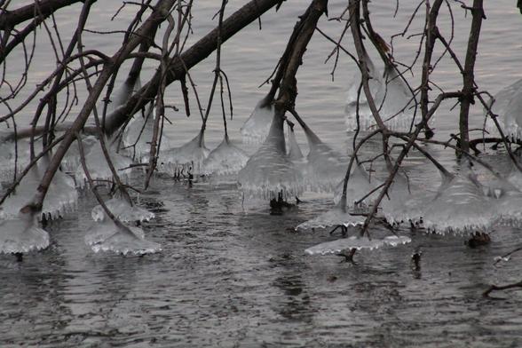 The ends of twigs and branches from a fallen tree dipping into the cold river, and just above the water those branches have formed rings of ice, the bottom of each ring made up of icicles stretching down towards the water, like skirts, or perhaps small round ice houses.The tones in the photo are mainly greys and whites, with only the bare parts of the tree branches providing a tiny hint of warmth with browns.