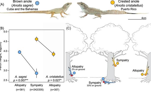 figure from the paper showing photos of 2 similar lizards
