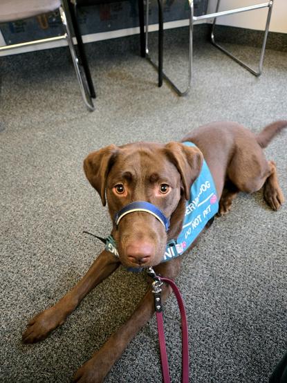 A chocolate Labrador Retriever lying on a carpeted floor. The dog is wearing a blue service dog vest with the words "SERVICE DOG" and "DO NOT PET" visible on it. The dog has a gentle expression and is wearing a blue head collar. There is a maroon leash attached to the dog's head collar. In the background, there are metal-framed chairs with fabric seats.